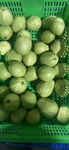 Fruta de guayaba fresca de calidad superior de Vietnam | Guayaba verde jugosa dulce para exportación precio competitivo - Product Image 5