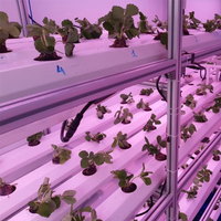 Maison préfabriquée en conteneur, ferme en conteneur maritime, culture verticale de fraises, système de culture hydroponique, ferme intelligente