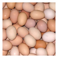 Œufs de poule bruns frais - Qualité de grade A - Origine Brésil - Service OEM/ODM