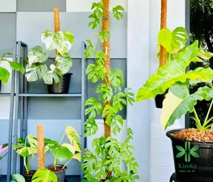 Poteau de mousse de coco naturelle pour la culture de plantes, extension de support pour plantes grimpantes d'intérieur, piquets de plantes grimpantes vers le haut au VietNam 2024