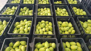 Premium Fresh Mango Vietnam Ripe Yellow Tropical Fruit Bulk Pack Mango dulce natural para mercados globales - Product Image 2