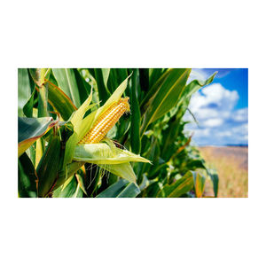 Maïs jaune à haute densité, grains secs, qualité commerciale, idéal pour les usines d'aliments pour animaux, les fermes bovine, la nutrition avicole et l'industrie - Product Image 6