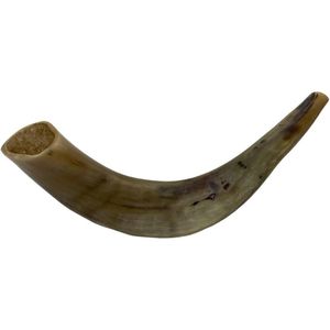Grand shofar en corne de buffle offrant un son profond et puissant, idéal pour les activités du temple, les moments de culte, les événements sacrés - Product Image 1