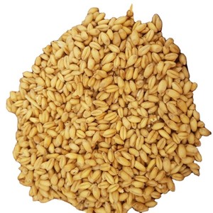 Số lượng lớn Nhà cung cấp bán cao cấp chất lượng 100% hữu cơ lúa mì/lúa mì hạt tại thị trường thấp giá Cổ Phiếu sẵn sàng bây giờ - Product Image 2