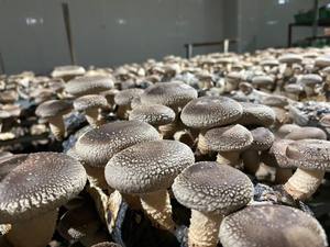 Hongo Shiitake Orgánico Vietnamita - 10/10 Puntos de Alta Calidad - Product Image 5