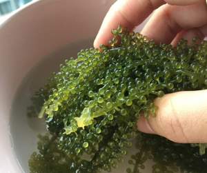 Uvas marinas de importación/exportación, superventas en Vietnam, Ms Kathy - Product Image 3