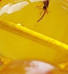 ส้ม/เหลือง