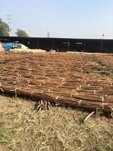 Ratán crudo en gran cantidad, ratán natural utilizado para muebles, tomado directamente del proveedor vietnamita barato Bao Tram Anh - Product Image 4
