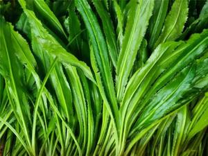 Fábrica de hojas secas de cilantro de Vietnam, hoja aromática seca, hoja de cilantro seca, precio competitivo - Product Image 4