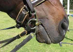 บิตม้าแบบข้อต่อคู่ทำจากสแตนเลส ปากบิตเรียบ มีเครื่องมือสัตวแพทย์ทุกชนิด - Product Image 2