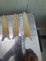 Vessie de poisson séchée du Vietnam pour soupe et ragoût, qualité d'exportation