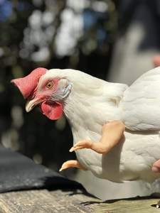 Juguete para Gatos de Plástico Ecológico con Forma de Brazo Divertido de Pollo, Imitación de Dinosaurio - Product Image 6