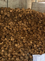 Coquilles de noix de coco brutes du Vietnam fiables pour les entreprises de décoration artisanale, les producteurs de charbon de bois et l'importation en gros