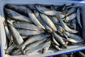 Vente en gros de hareng congelé de qualité supérieure, de qualité premium, procédé BQF, poisson entier - Product Image 6