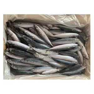 Thon congelé transformé et emballé pour l'approvisionnement en vrac - Product Image 6