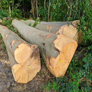 Premium European Beech Logs & Timber Supply for Furniture and Cabinetry Flooring - Product Image 2