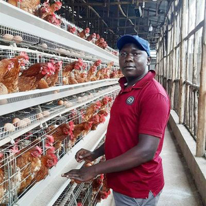 <span class=keywords><strong>Poulailler</strong></span> à 3/4/5 niveaux de type A pour 96/120/128/160 poules pondeuses, cage à poules avec équipement d'alimentation automatisé pour poules pondeuses - Product Image 2