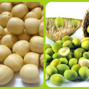 Best Seller Exporting Standard Frozen Lotus <b>Nut</b> with Reasonable Price - Product Image 3