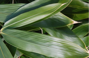 Fournisseur en gros de feuilles de bambou congelées pour les fabricants alimentaires mondiaux - Product Image 2
