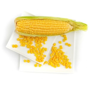 Maíz Dulce Entero Congelado LQF de Vietnam, Granos de Maíz en Mazorca, Vegetales Conservados en Agua, a Granel, Envasado al Vacío, Tipo Date - Product Image 4
