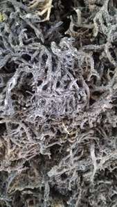 ผู้ผลิตจากเวียดนามจำหน่าย Eucheuma cottonii สำหรับผู้ค้าส่งเพื่อการส่งออก รับประกันคุณภาพ Eucheuma cottonii ที่สม่ำเสมอ - Product Image 5