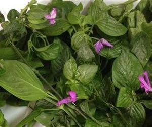 MAGENTA PLANT POWDER <b>Purple</b> <b>Coloring</b> Culinary Ingredient for Traditional <b>Foods</b> Desserts and Natural Beverage <b>Coloring</b> - Product Image 2