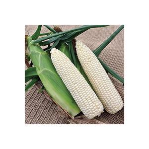 ข้าวโพดสีขาว/ข้าวโพดเลี้ยงสัตว์/ข้าวโพดสีเหลืองสีขาวจำนวนมาก - Product Image 1