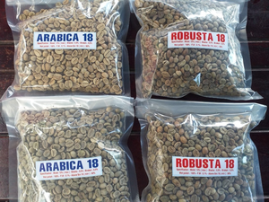 Granos de café verde crudo Robusta/Arábica de alta calidad Grano de café sin procesar con envíos rápidos y precio competitivo - Product Image 6