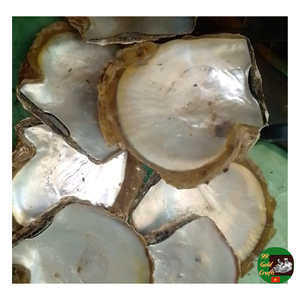 Assiette de coquillage décorative faite à la main, assiette de coquillage décorative, plat de fruits, porte-bijoux décoratif de coquillage Fournisseur d'exportation - Product Image 1