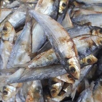 FRUITS DE MER FRAIS EN VRAC | HARENG À LA VAPEUR ET SÉCHAGE