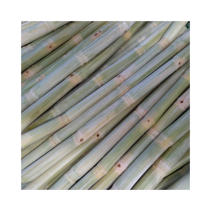 Palitos de caña de azúcar congelados para hacer jugo, caña de azúcar cortada fresca Natural para procesamiento de bebidas, caña cruda congelada, Exportación a granel - Product Image 5