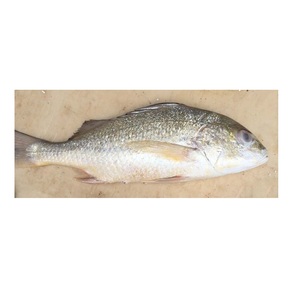 Poisson snapper blanc congelé en gros, prix compétitif, fruits de mer en vrac - Product Image 1