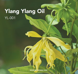 Aceite Esencial de Ylang Ylang Premium, Extracto Floral (YL-001), Aroma Van - Product Image 1