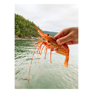 กุ้งลายจุดสีแดงแช่แข็งแบบพรีเมียมอาหารทะเลที่มีคุณค่าทางโภชนาการขายส่ง - Product Image 4