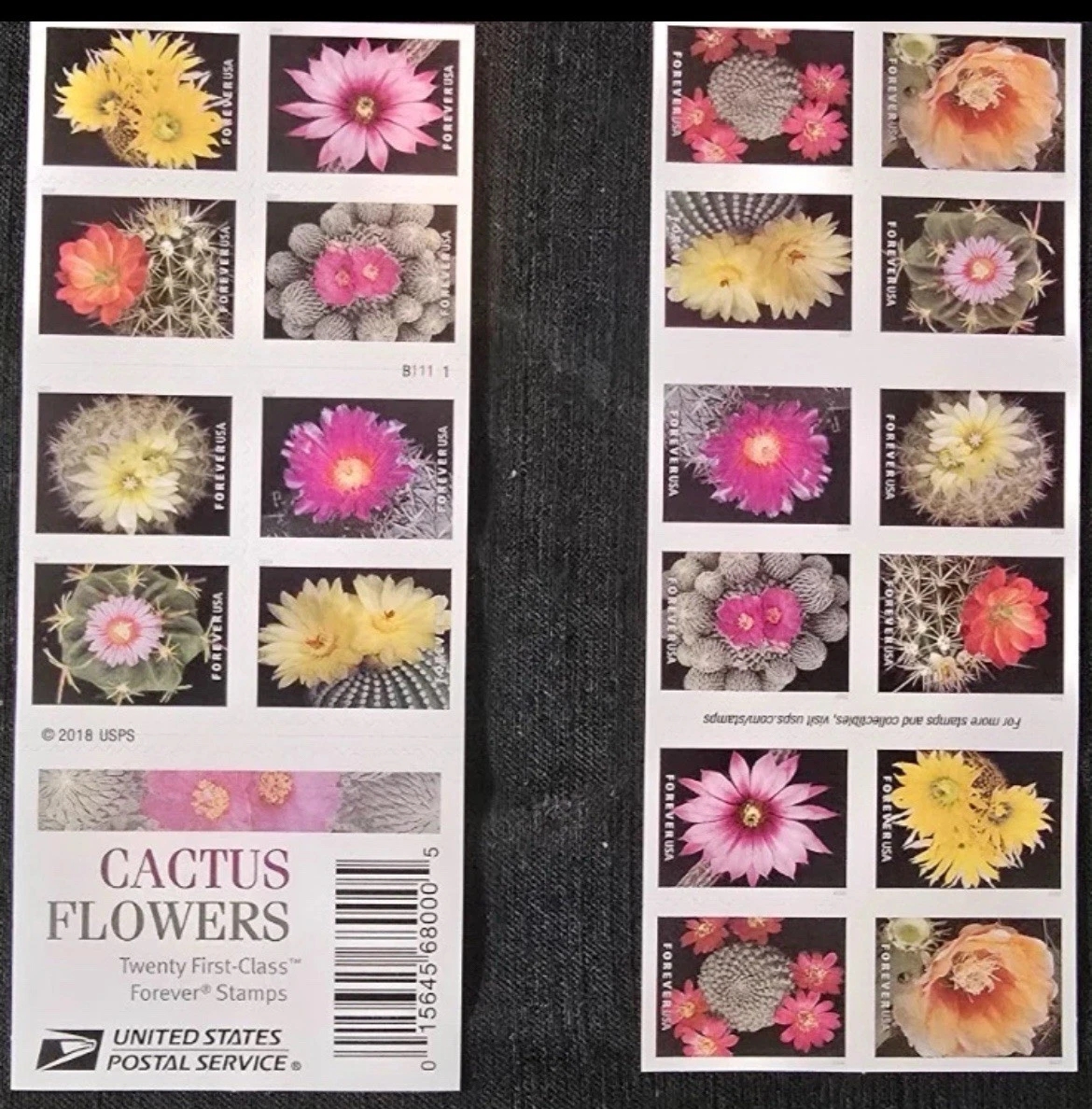 2019flores de cactus500374-B0-11-19XRZ