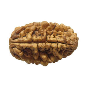 Rudraksha 1 Mukhi d'Inde, 100% originale et certifiée, en forme de demi-lune, gemme religieuse hindoue pour cadeau - Product Image 3