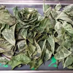 Té de Hierbas Naturales de Hoja Dulce Seca Katuk e Ingrediente Rico en Nutrientes - Product Image 1