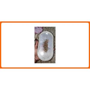 Plateau en résine à surface dure de qualité fiable avec des formes ovales rondes de conception faite à la main pour des collations de cadeaux de fournisseur indien - Product Image 4