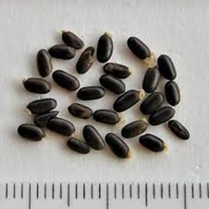 Exportation mondiale de graines de jatropha séchées de qualité alimentaire supérieure à vendre - Product Image 3