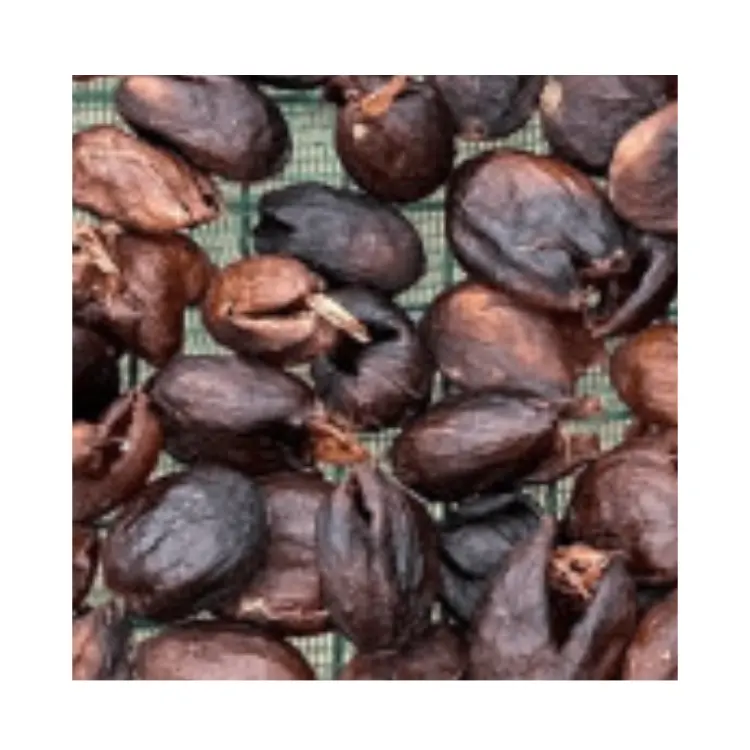 Trà giá thấp Arabica Catimor cà phê anh đào vẻ đẹp tự nhiên và phong phú cascara trà cà phê trà Anh đào cà phê Gaia cafe cascara