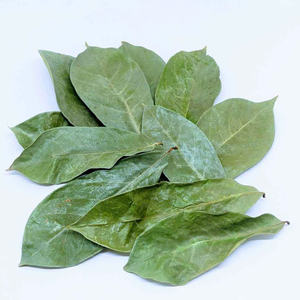 Feuilles de corossol vietnamiennes en gros Votre source directe pour 100% vraies feuilles de Graviola séchées - Product Image 1