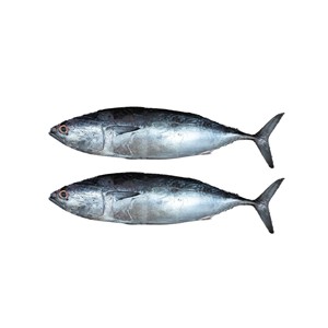 ปลาทูน่าครีบเหลืองแช่แข็งเกรดสูงมหาสมุทรสดและผ่านการรับรอง HACCP - Product Image 3