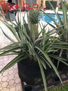 Sacs de culture en tissu robustes de 1 gallon avec poignées en ruban, pots en tissu aérés pour plantes - Product Image 2