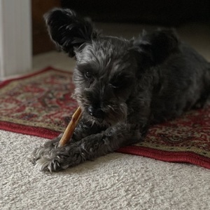 Vente chaude Organique Indien Boeuf Cru Animal Bully Bâtons Chien Traiter Sain Et Savoureux - Product Image 1