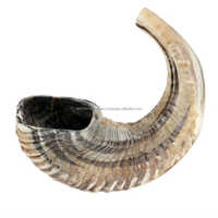 Corne de mouton Corne naturelle de Shofar de bélier à des fins religieuses juives Cornes de Shofar de Ram de meilleure qualité par WONDER OVERSEAS