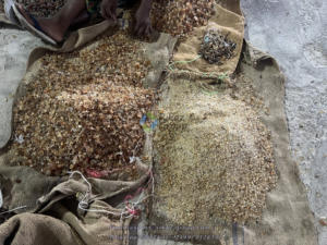 Goma arábiga de acacia de Sudán orgánica 100% pura y natural goma arábiga de Senegal utilizada en la industria de alimentos y bebidas goma arábiga de Acacia - Product Image 5