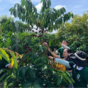 Etiqueta privada verde Robusta granos de café tostado medio a granel OEM directo de fábrica proveedor de café de Vietnam - Product Image 5