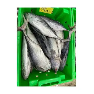 Whole Frozen Skipjack Tuna | Frozen Seafood Original Quality Supplier