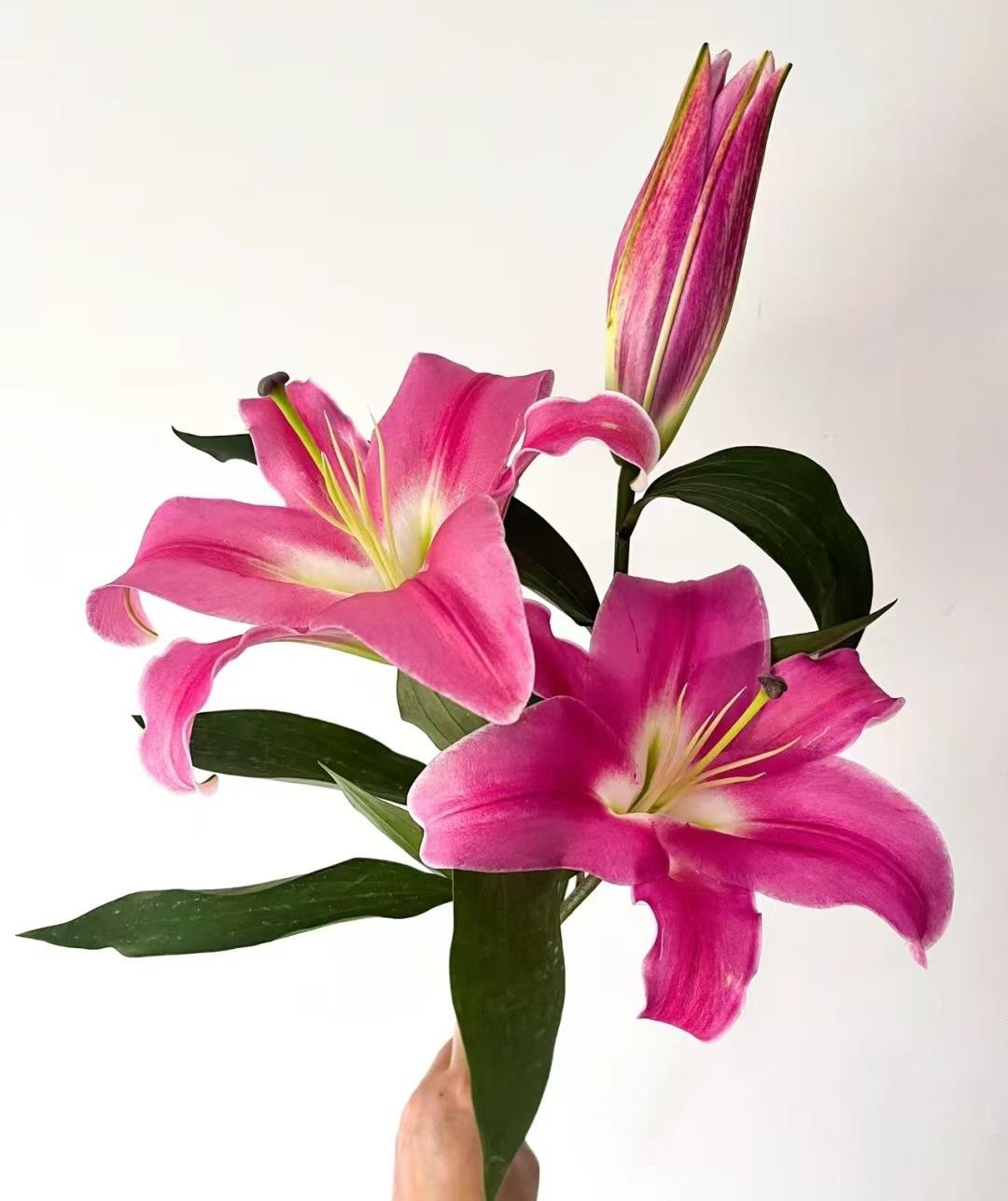 เรดลิลลี่ซิงเกิลบลูม