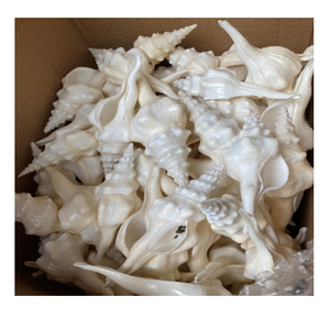 เปลือกหอยหัตถกรรม-เปลือกหอยจากธรรมชาติที่ไม่เหมือนใครจากเวียดนาม-ทำความสะอาดเปลือกหอยสำหรับงานฝีมือ - Product Image 1